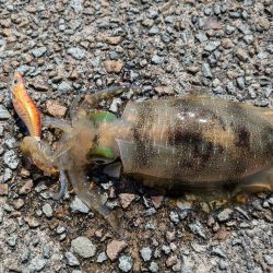 9月にしては大きめ